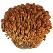 Ciuperci Golden Enoki (0)
